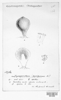 Apioperdon pyriforme image